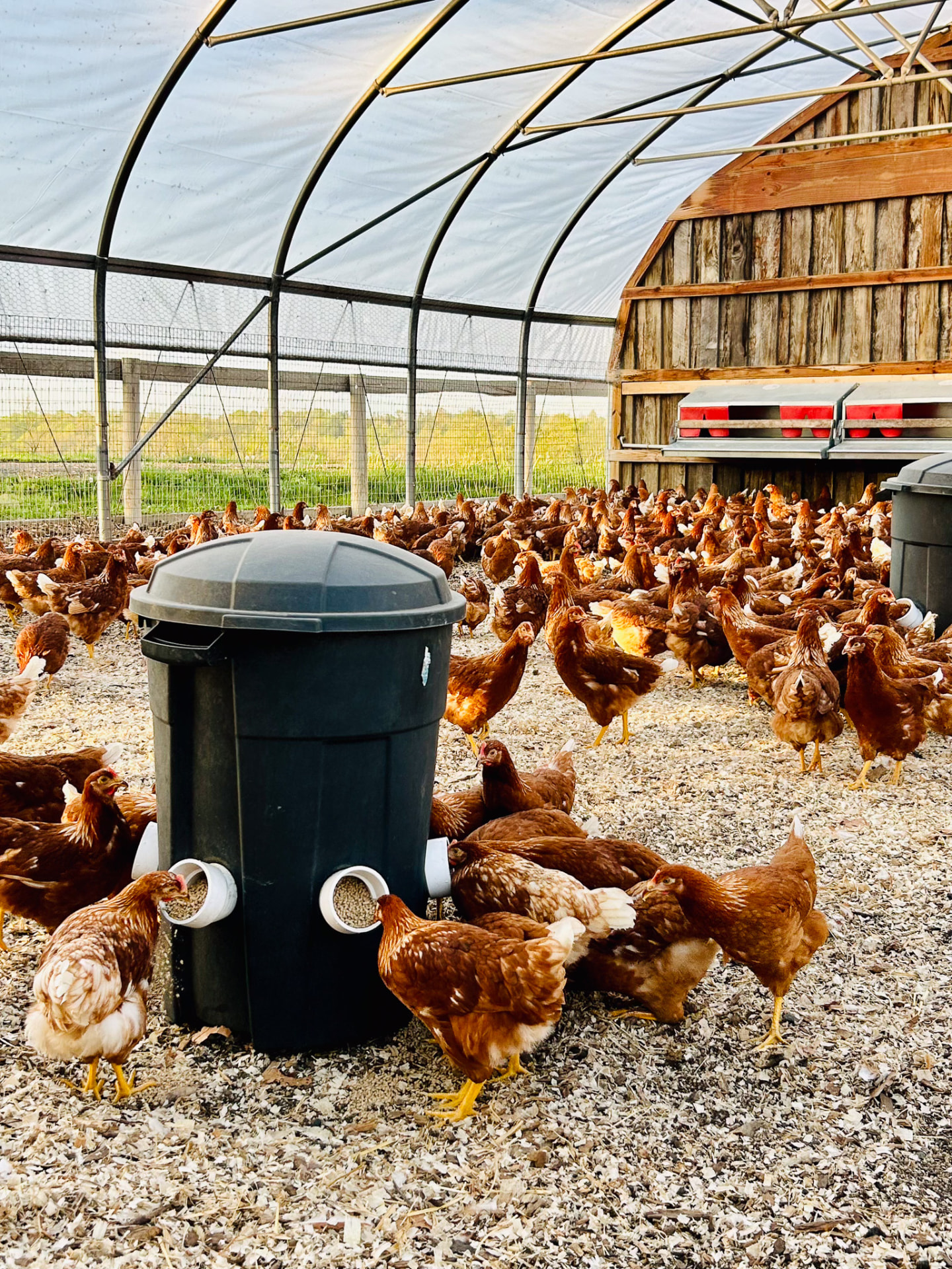Hens roaming at a local farm that supplies Hash House's eggs